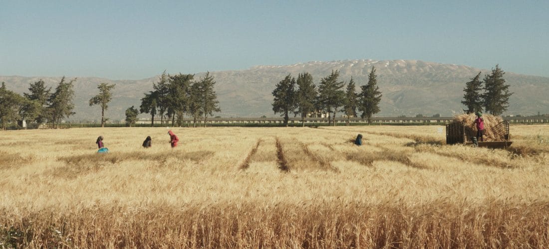 Still image from Wild Relatives by Jumana Manna, depicting people working a field, with trees and hills in the backgrounds